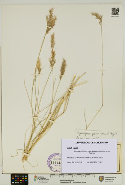 Rytidosperma pictum var. pictum [Espécimen: UDEC:CONC:0150633]