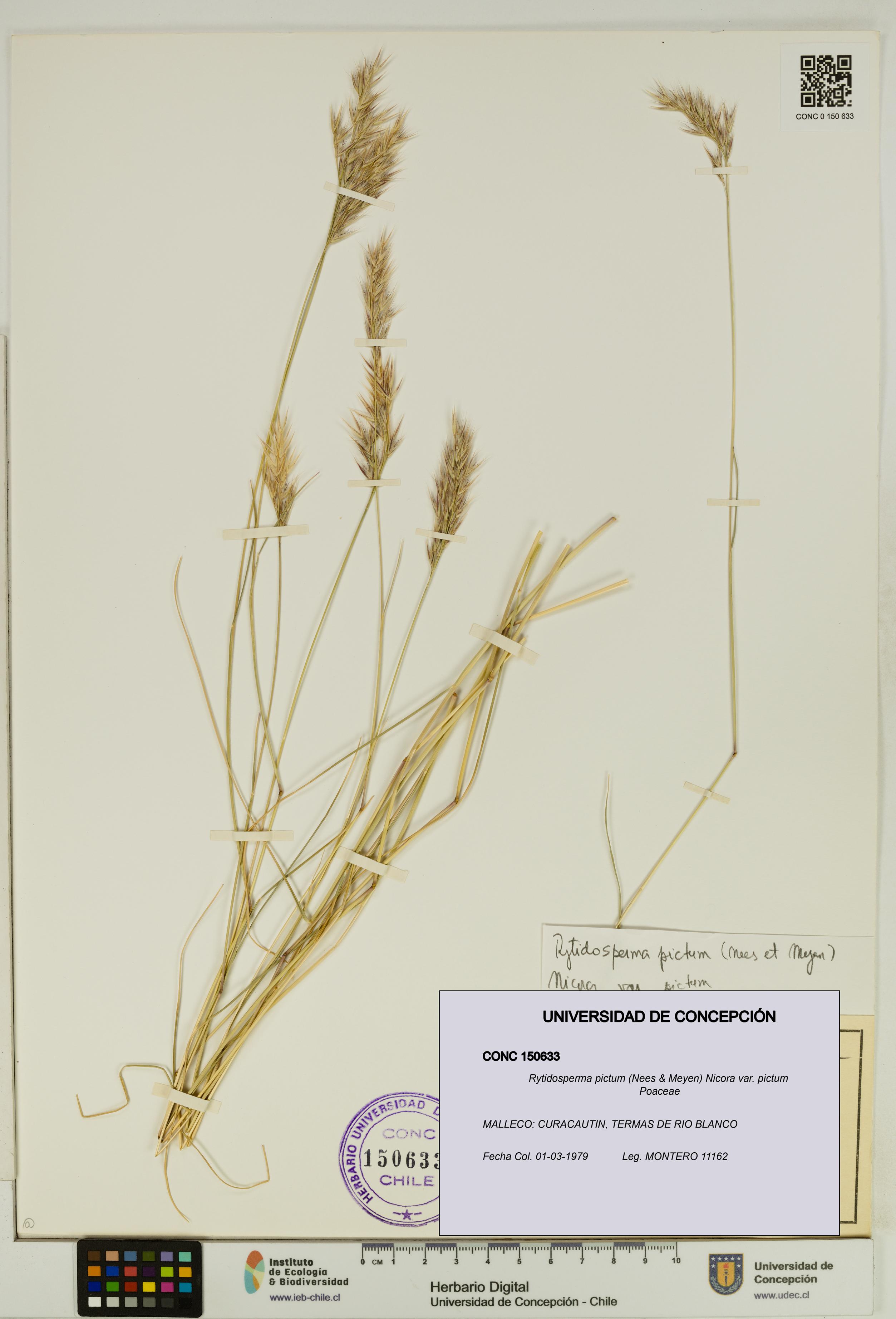 Rytidosperma pictum var. pictum [Espécimen: UDEC:CONC:0150633]