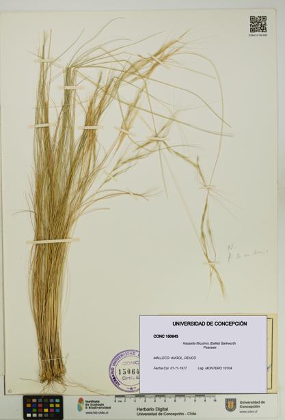 Nassella filiculmis [Espécimen: UDEC:CONC:0150643]