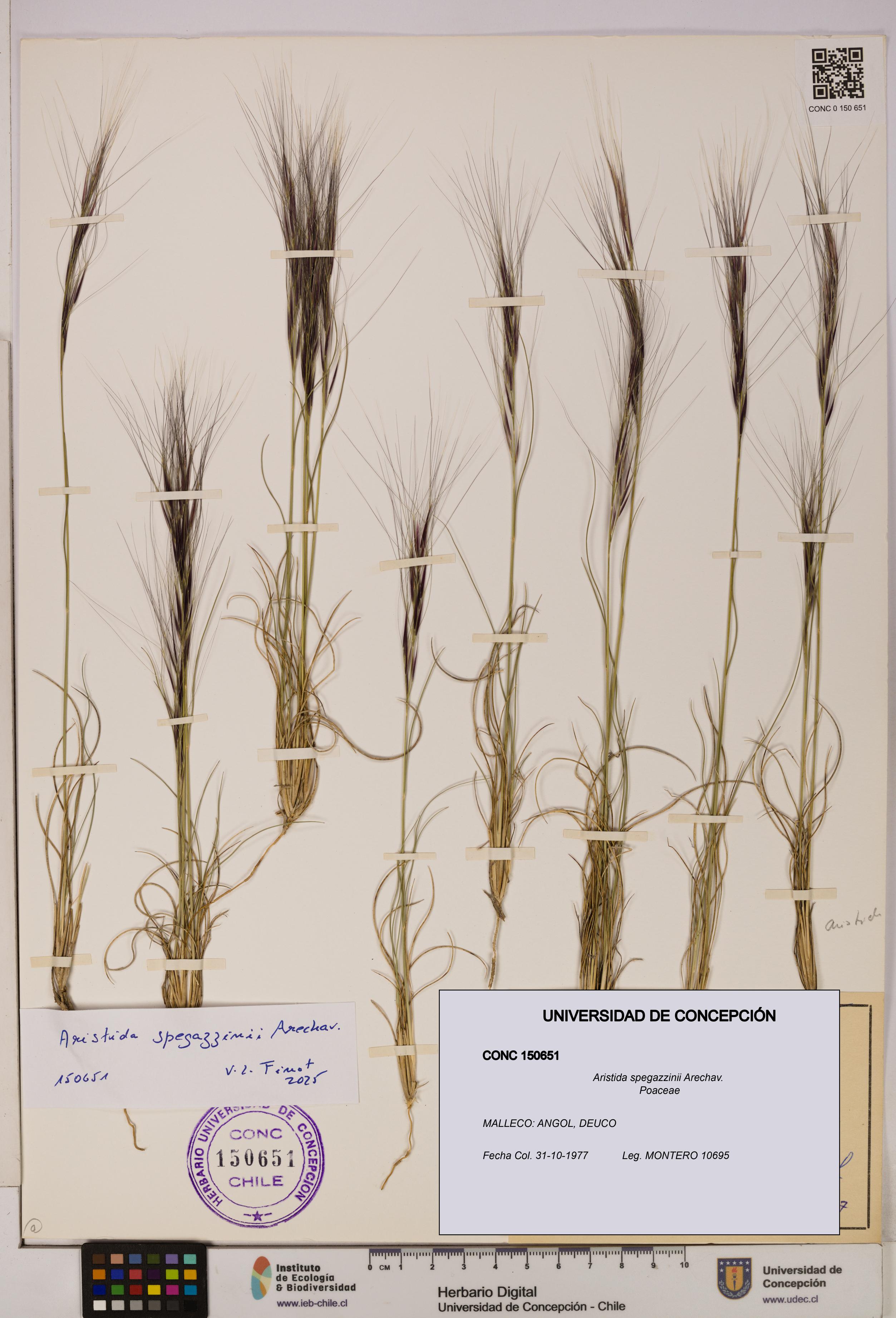 Aristida spegazzinii [Espécimen: UDEC:CONC:0150651]