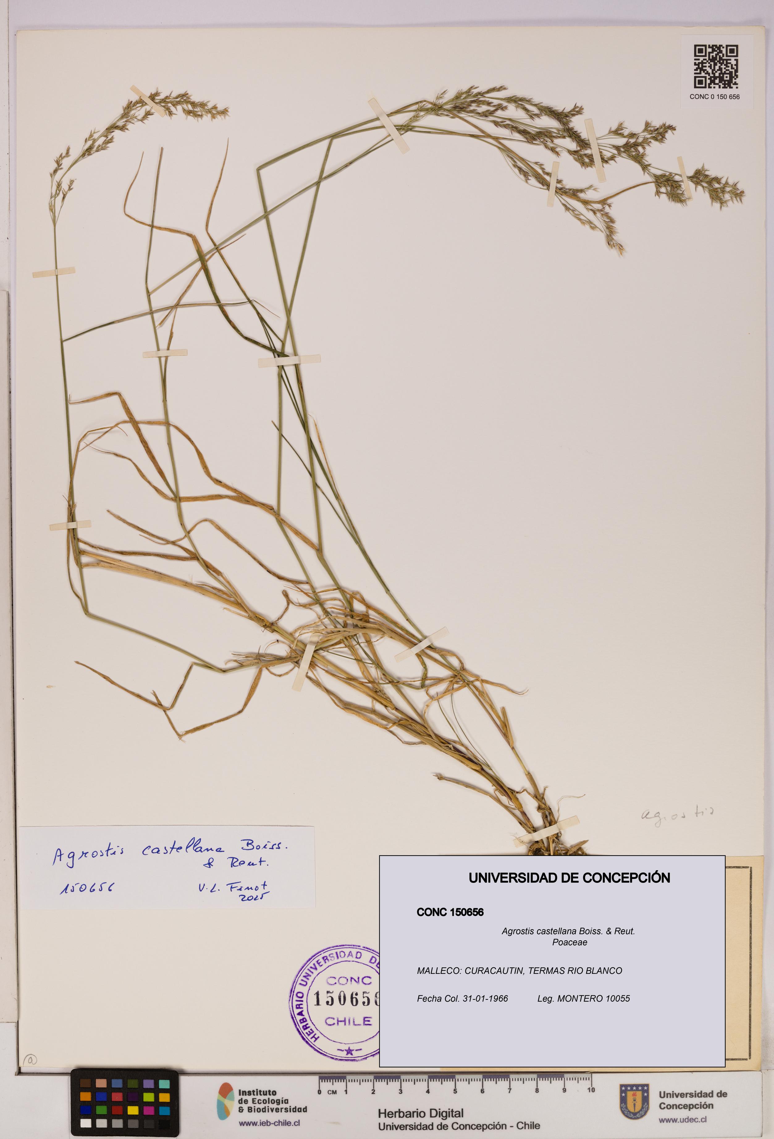 Agrostis castellana [Espécimen: UDEC:CONC:0150656]