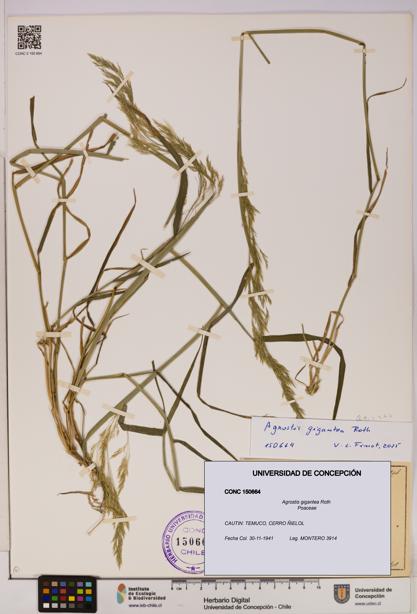 Agrostis gigantea [Espécimen: UDEC:CONC:0150664]