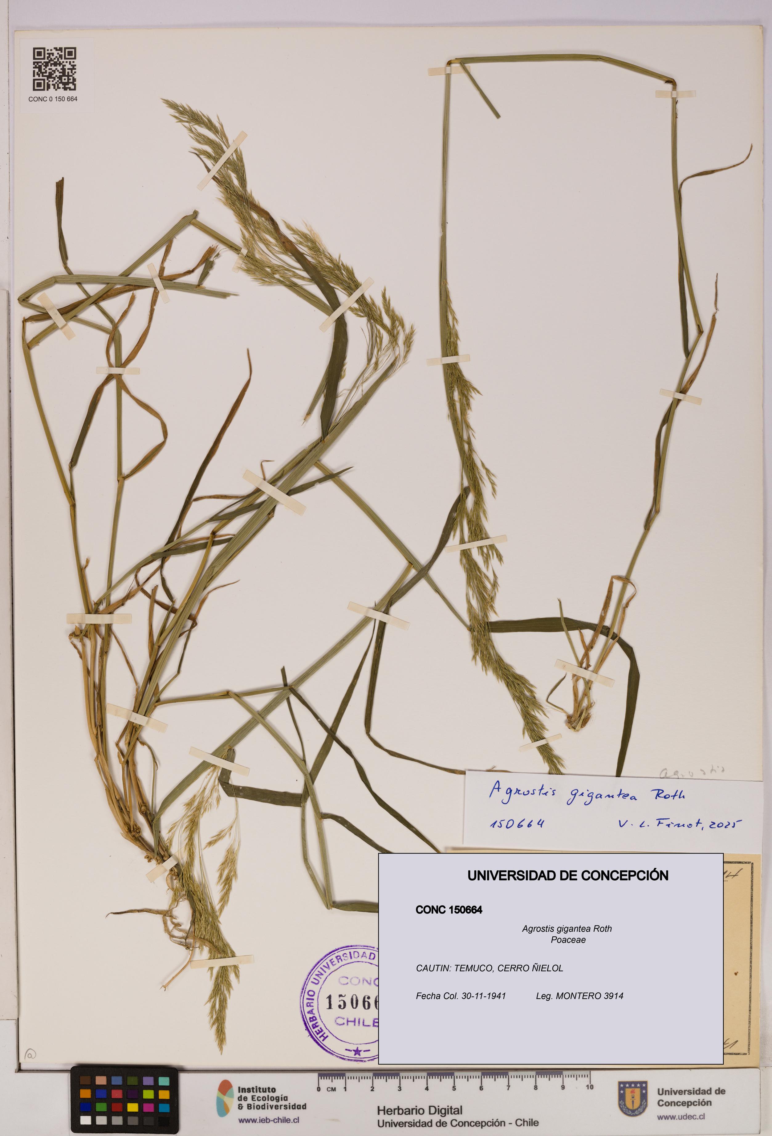 Agrostis gigantea [Espécimen: UDEC:CONC:0150664]