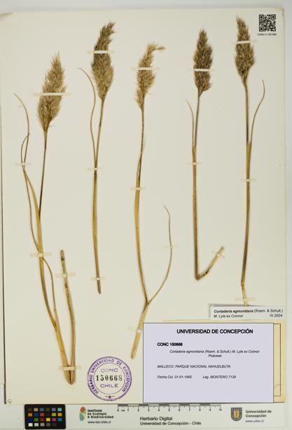 Cortaderia egmontiana [Espécimen: UDEC:CONC:0150668]