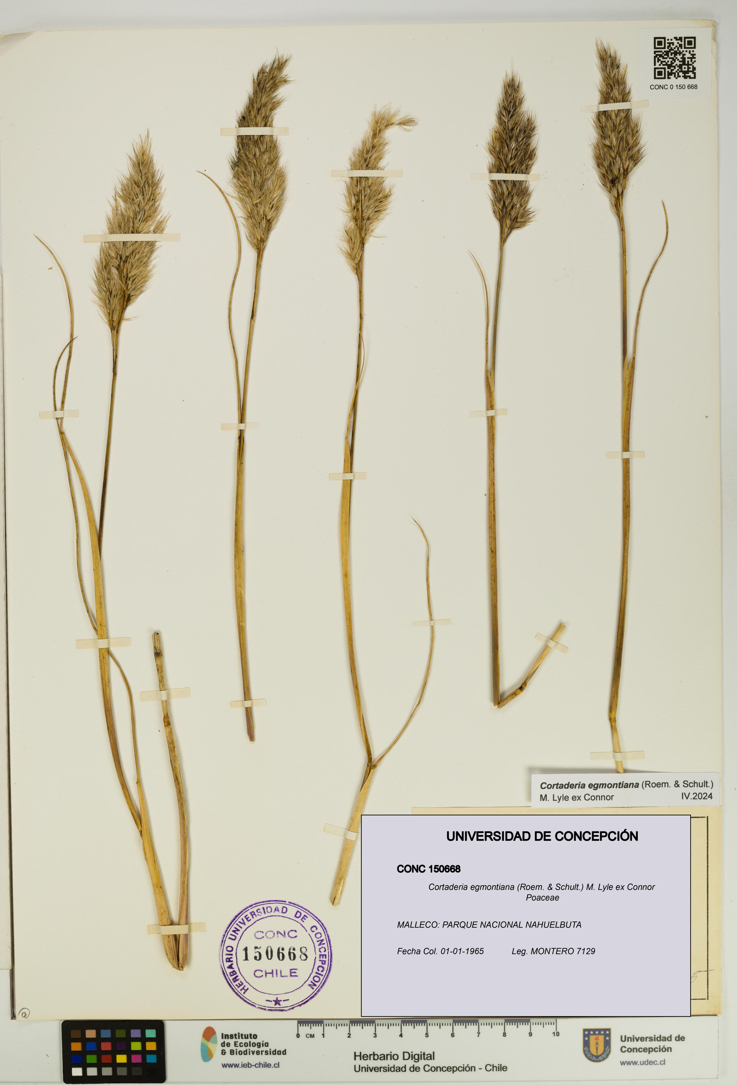 Cortaderia egmontiana [Espécimen: UDEC:CONC:0150668]