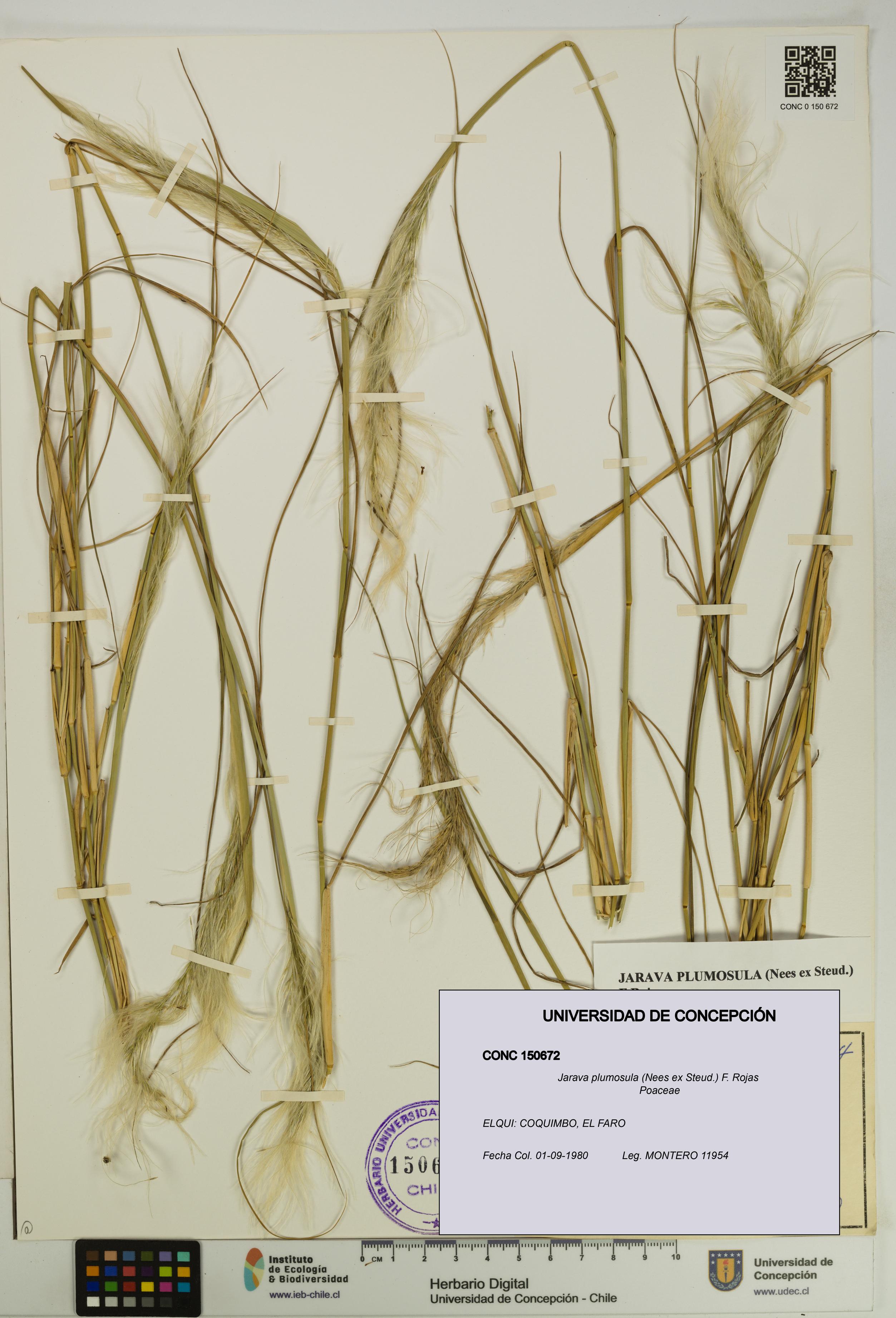 Jarava plumosula [Espécimen: UDEC:CONC:0150672]