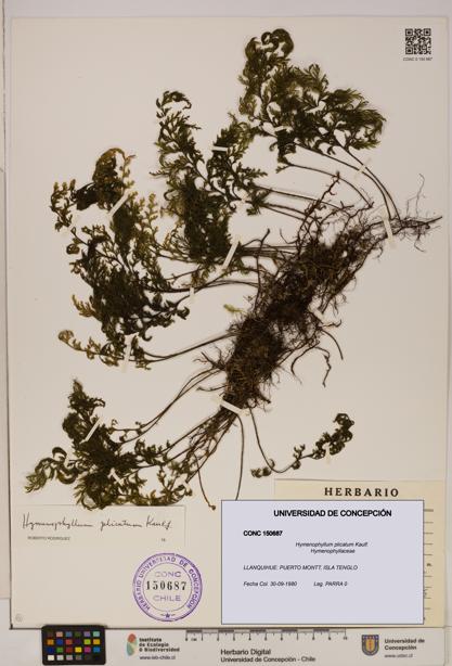 Hymenophyllum plicatum [Espécimen: ]