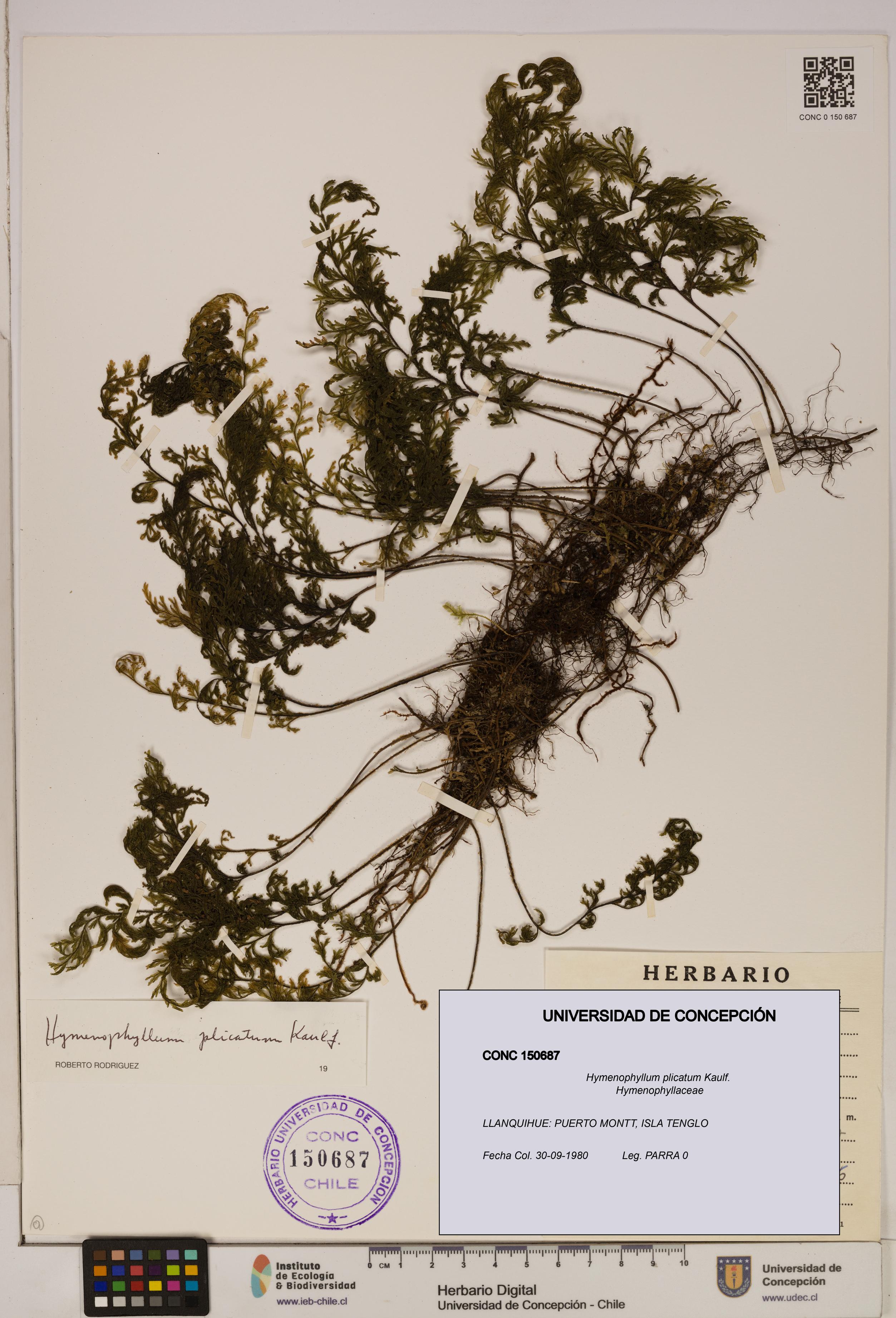 Hymenophyllum plicatum [Espécimen: ]