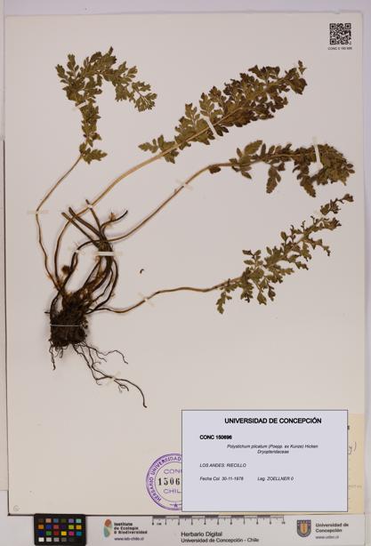 Polystichum plicatum [Espécimen: UDEC:CONC:0150696]