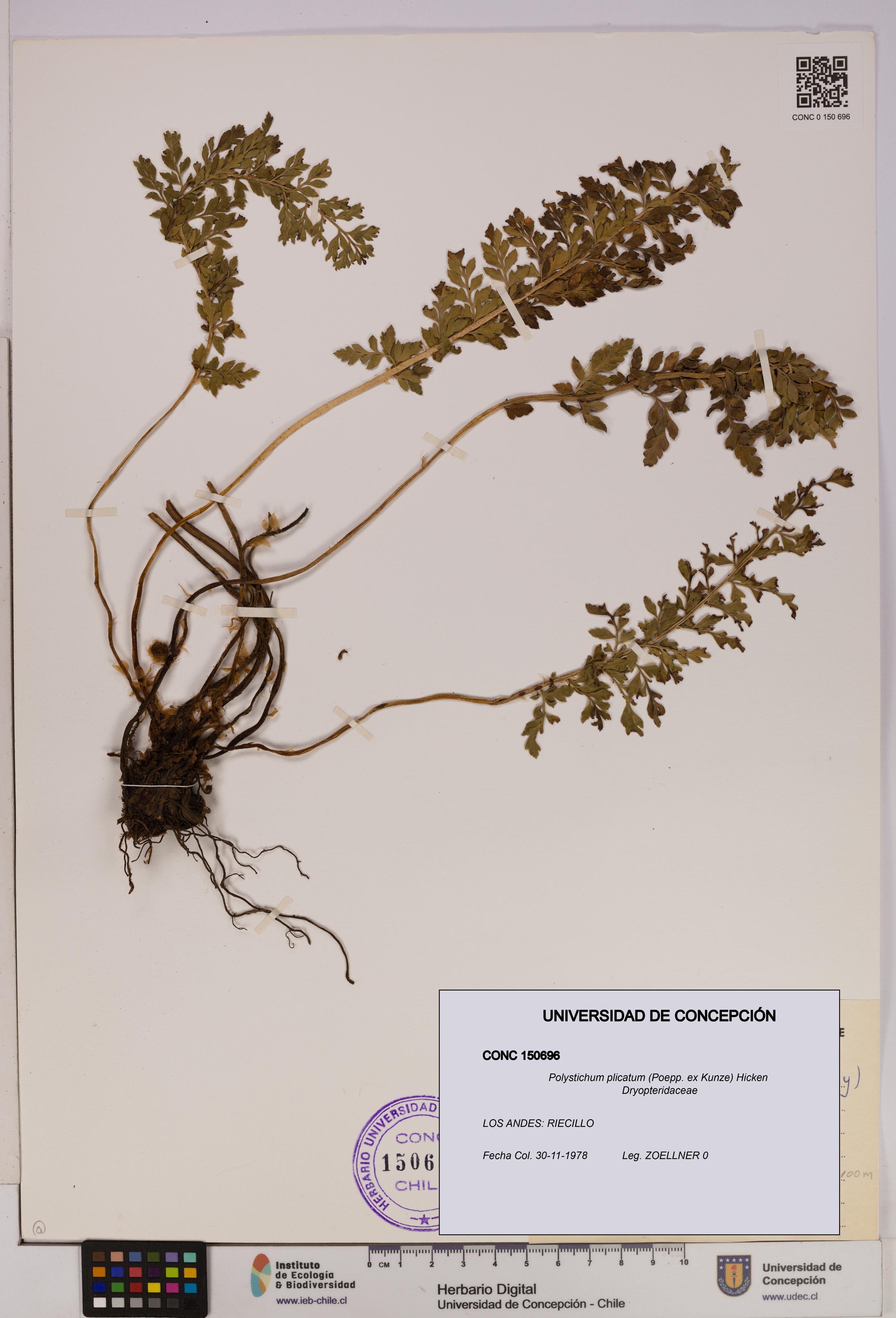 Polystichum plicatum [Espécimen: UDEC:CONC:0150696]