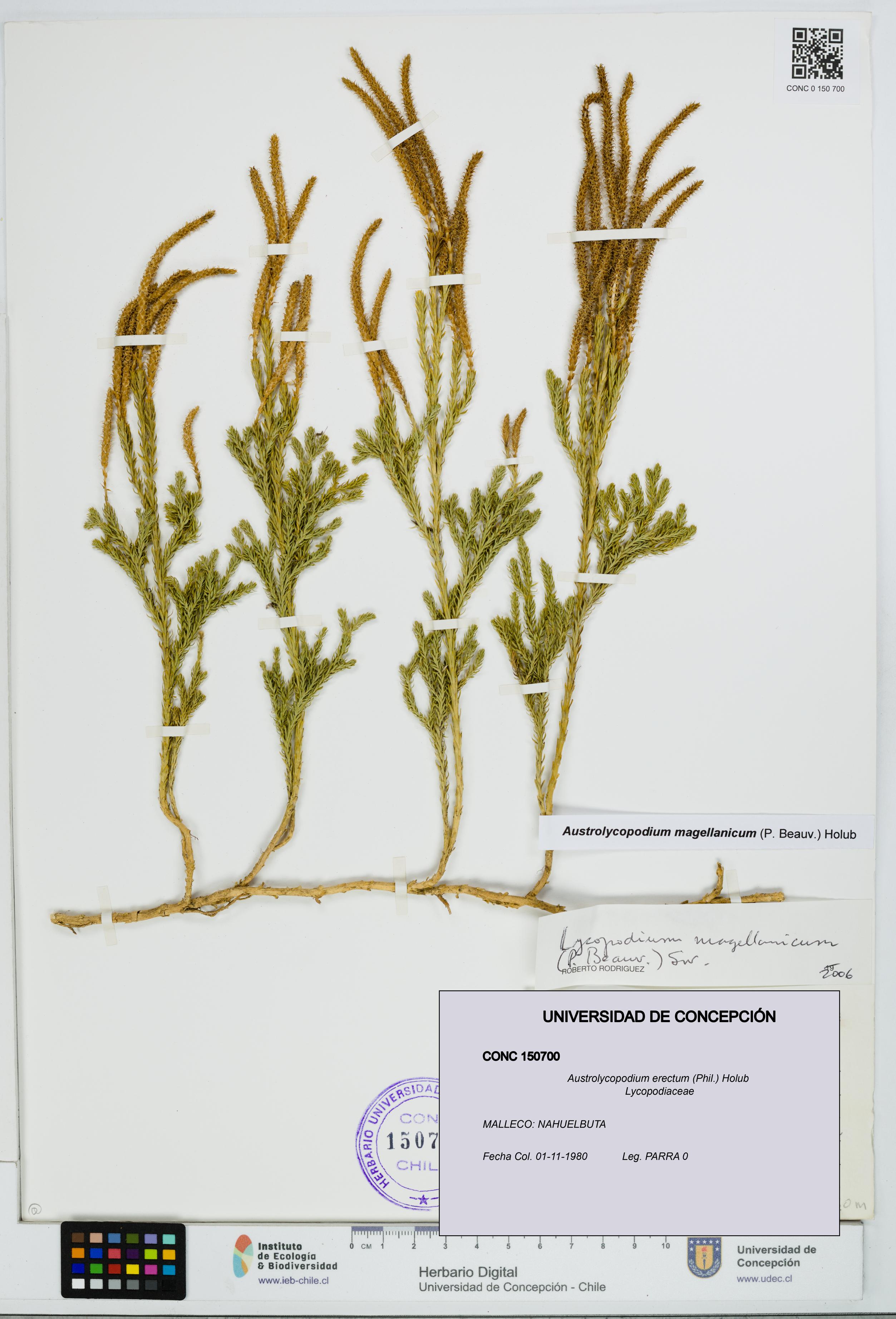 Austrolycopodium erectum [Espécimen: UDEC:CONC:0150700]