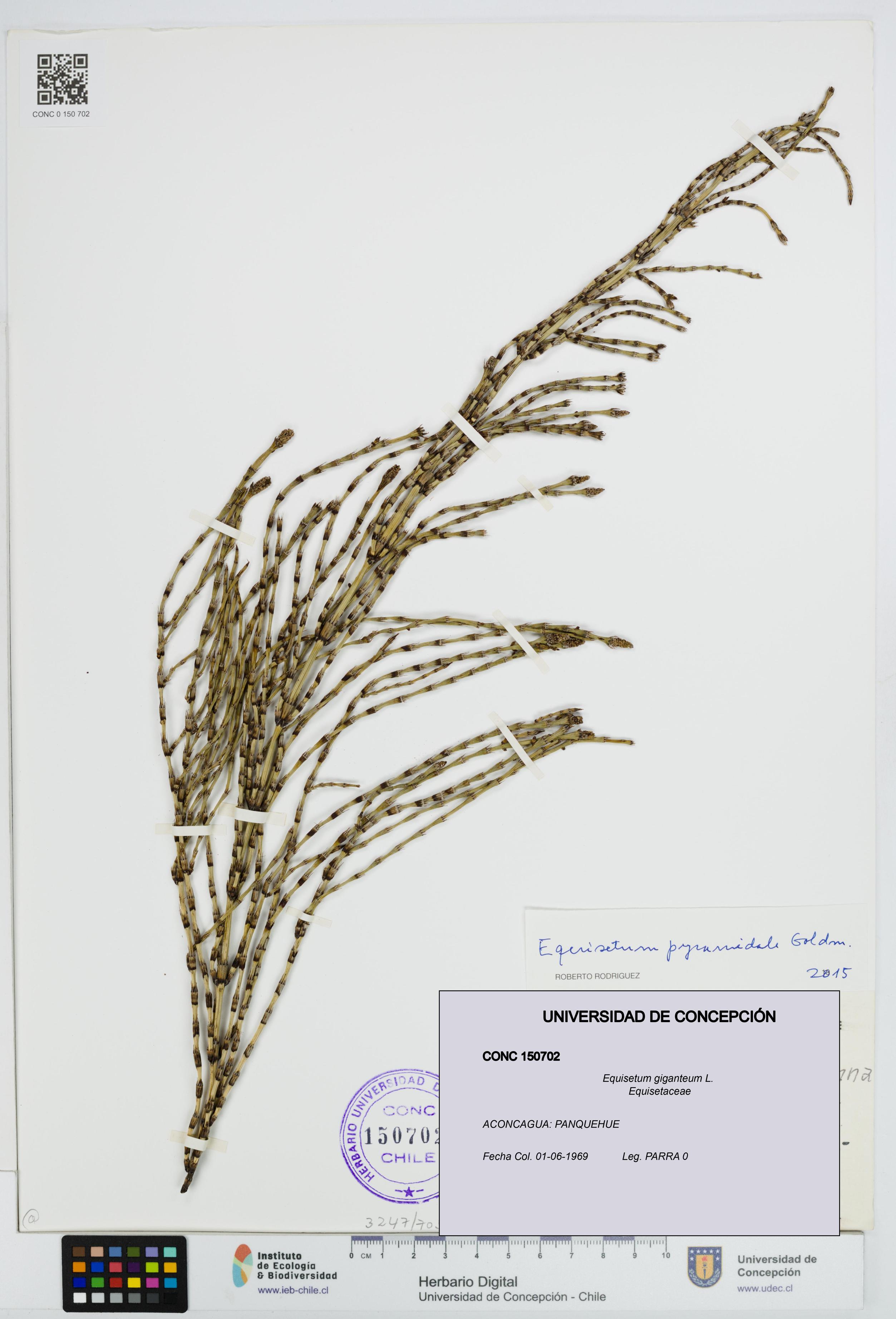 Equisetum giganteum [Espécimen: UDEC:CONC:0150702]