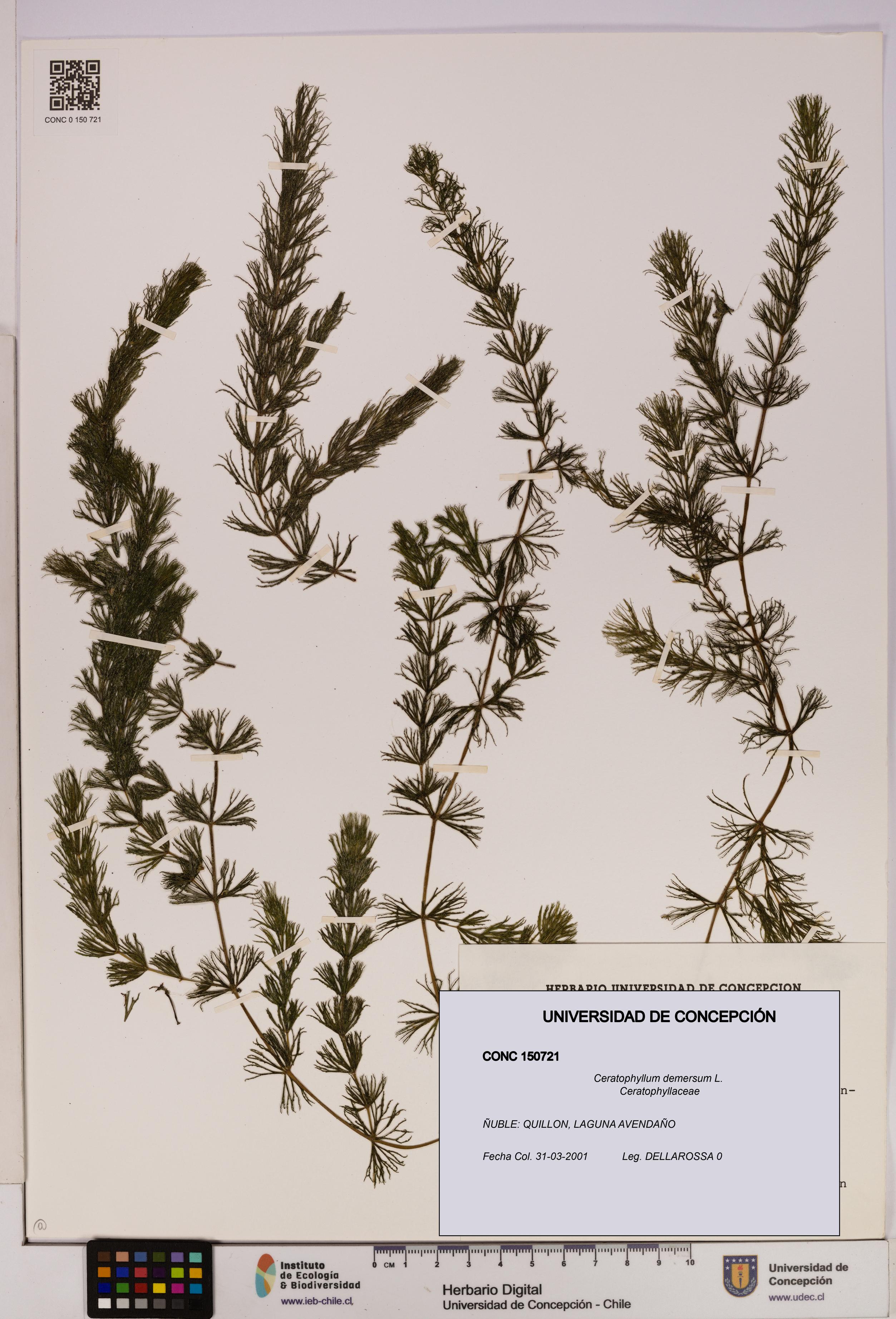 Ceratophyllum demersum [Espécimen: UDEC:CONC:0150721]