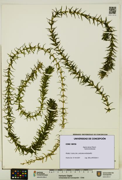 Egeria densa [Espécimen: UDEC:CONC:0150723]