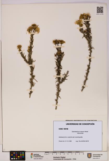 Diplostephium meyenii [Espécimen: UDEC:CONC:0150726]