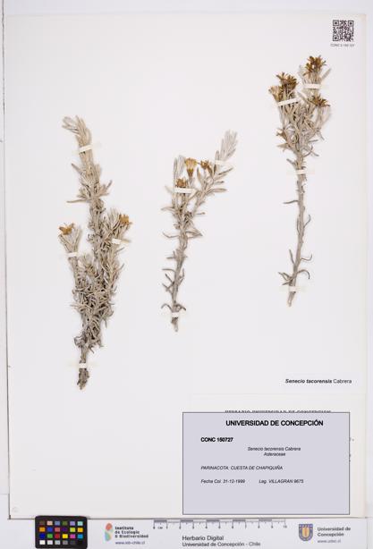 Senecio tacorensis [Espécimen: ]
