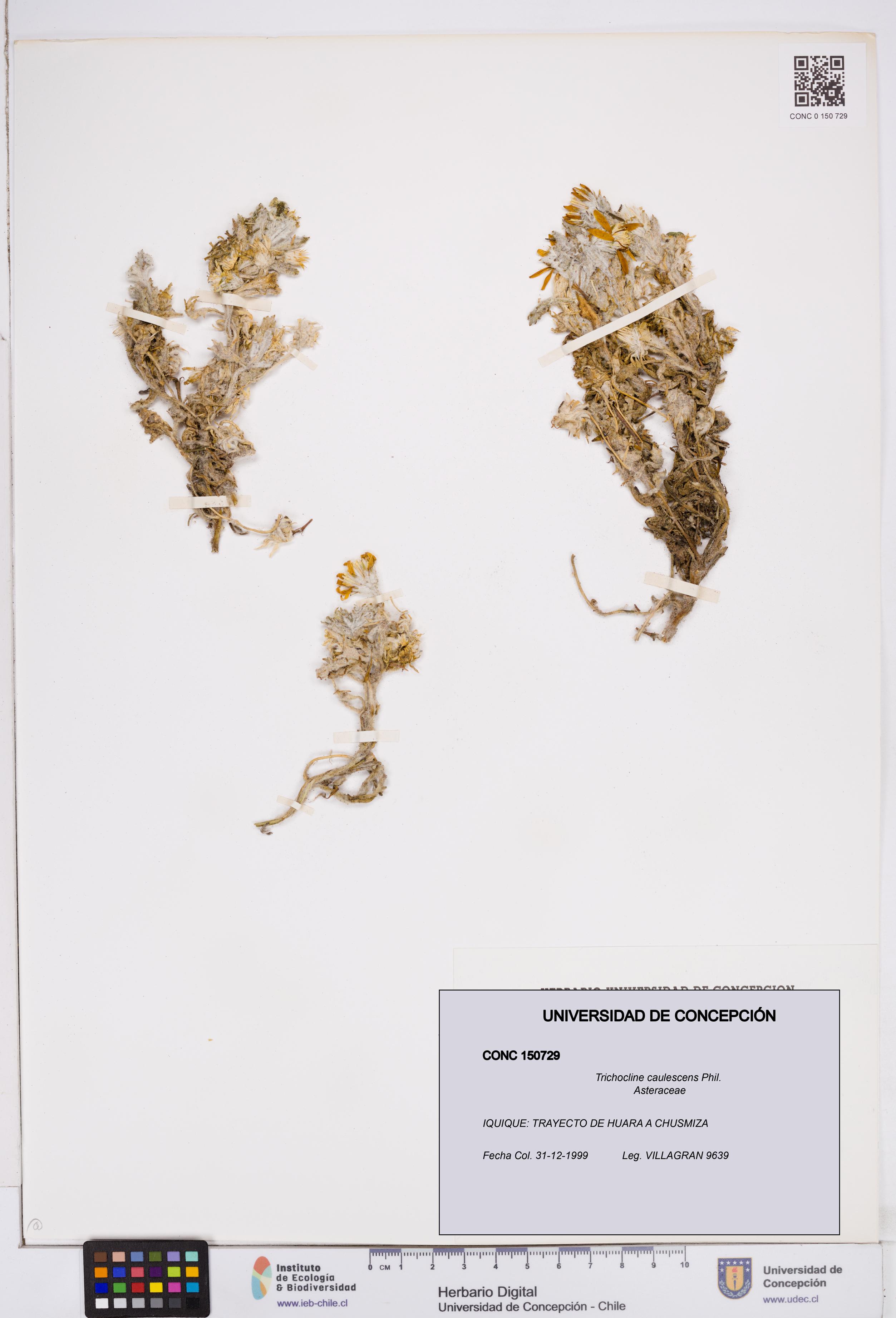 Trichocline caulescens [Espécimen: ]