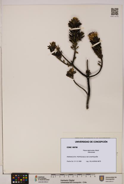 Plazia daphnoides [Espécimen: UDEC:CONC:0150735]