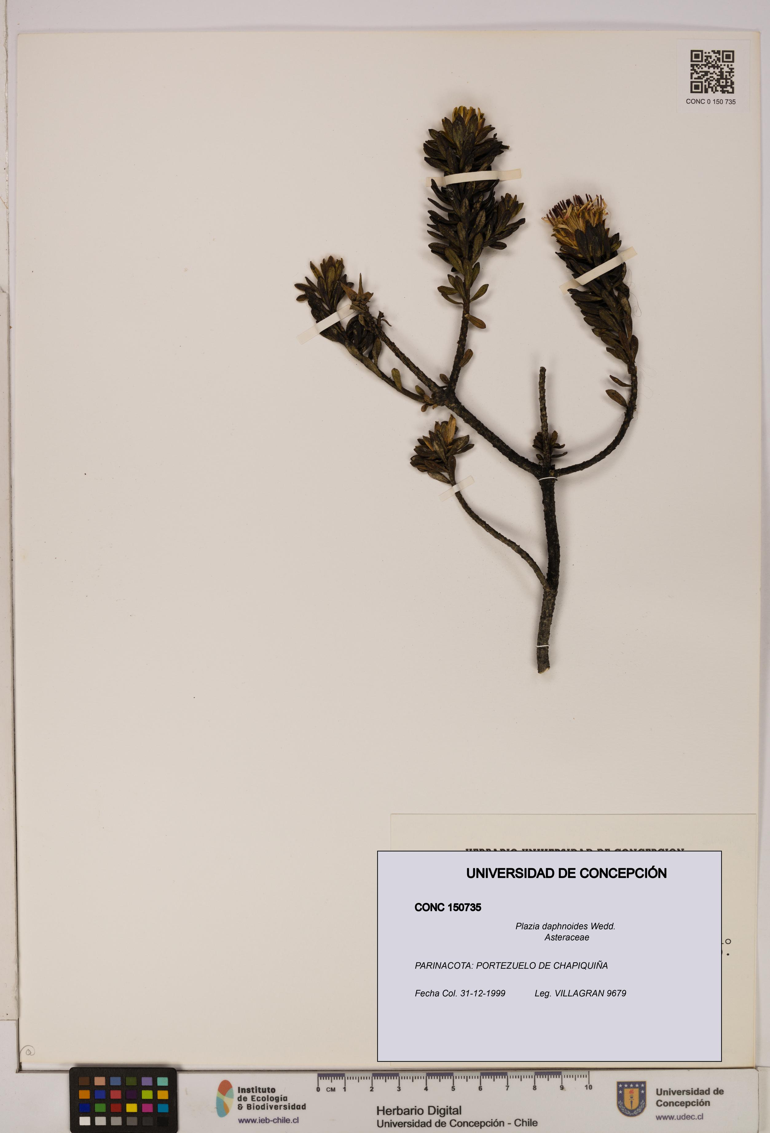 Plazia daphnoides [Espécimen: UDEC:CONC:0150735]