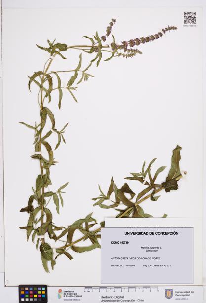 Mentha x piperita [Espécimen: ]