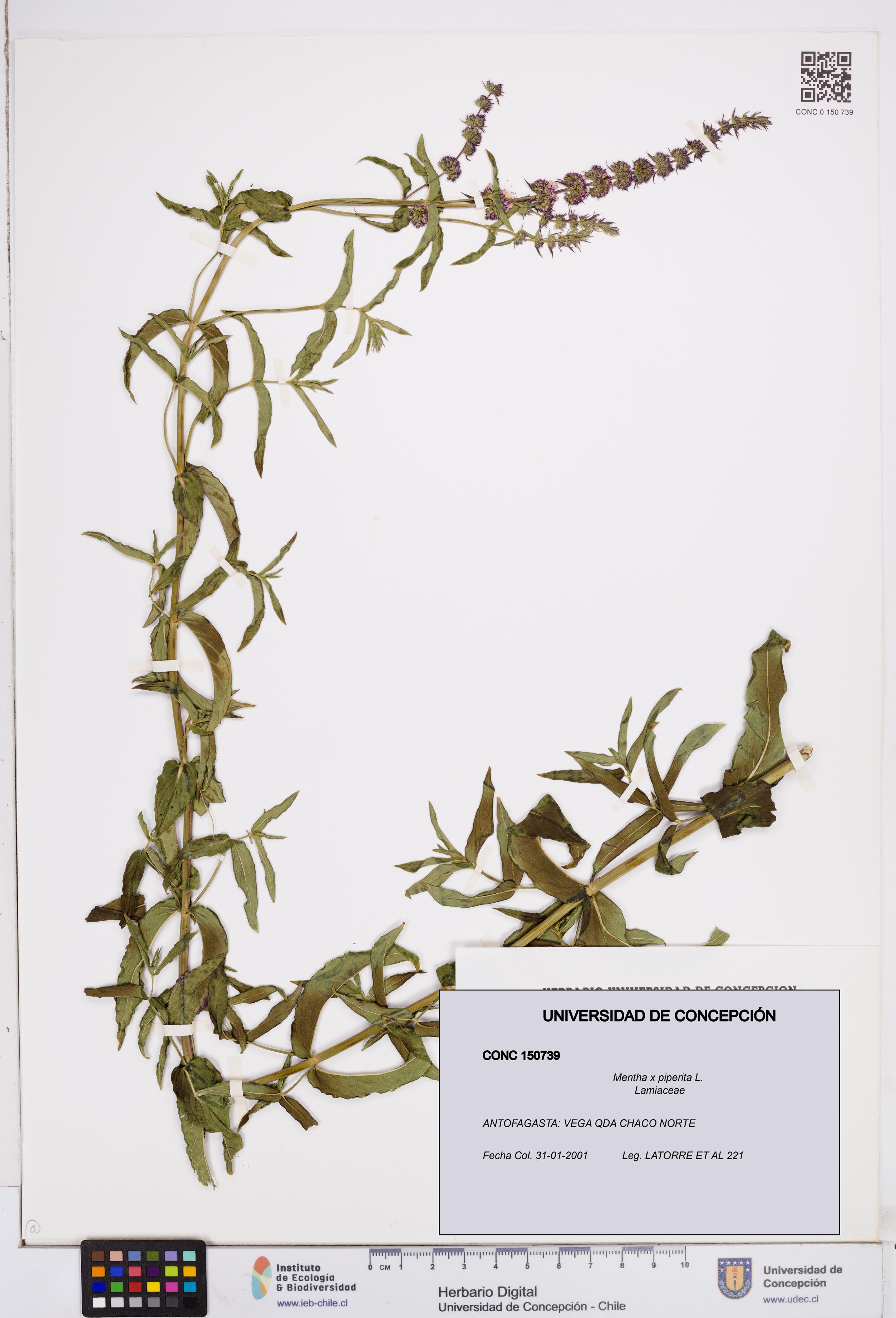 Mentha x piperita [Espécimen: ]