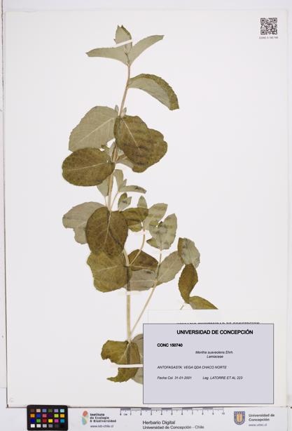 Mentha suaveolens [Espécimen: ]