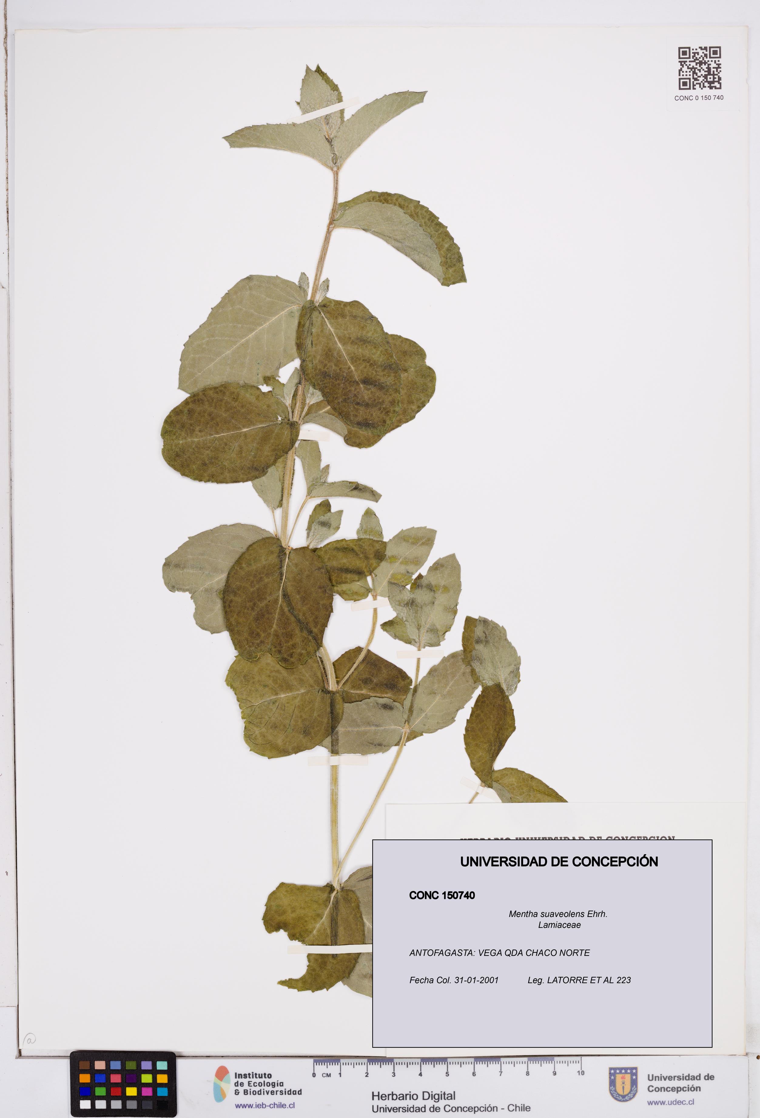 Mentha suaveolens [Espécimen: ]