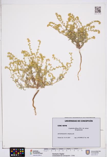 Cryptantha diffusa [Espécimen: ]