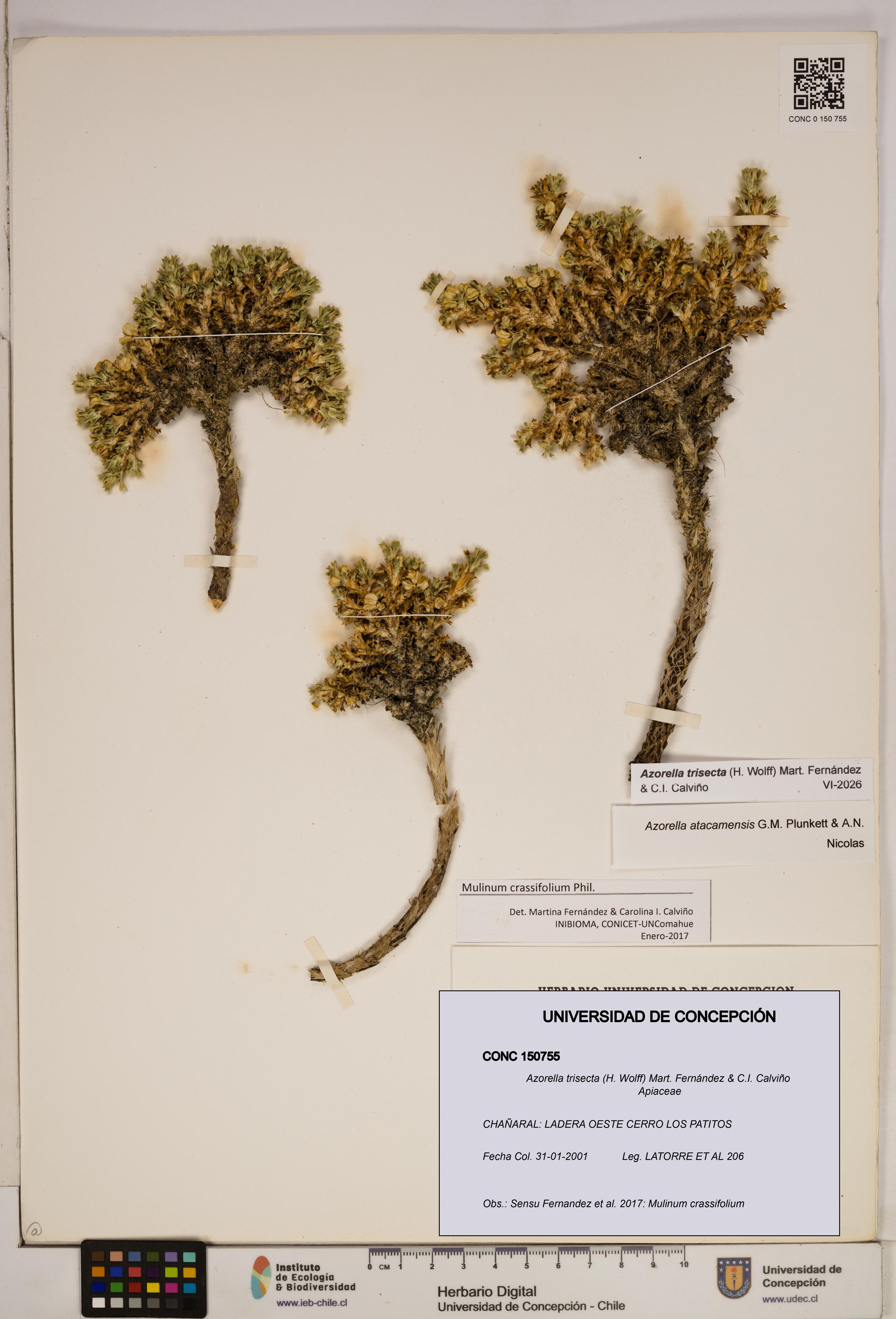 Azorella trisecta [Espécimen: ]