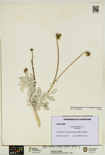 Encelia canescens [Espécimen: UDEC:CONC:0150761]