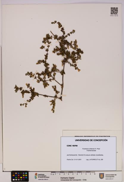 Frankenia chilensis [Espécimen: UDEC:CONC:0150763]