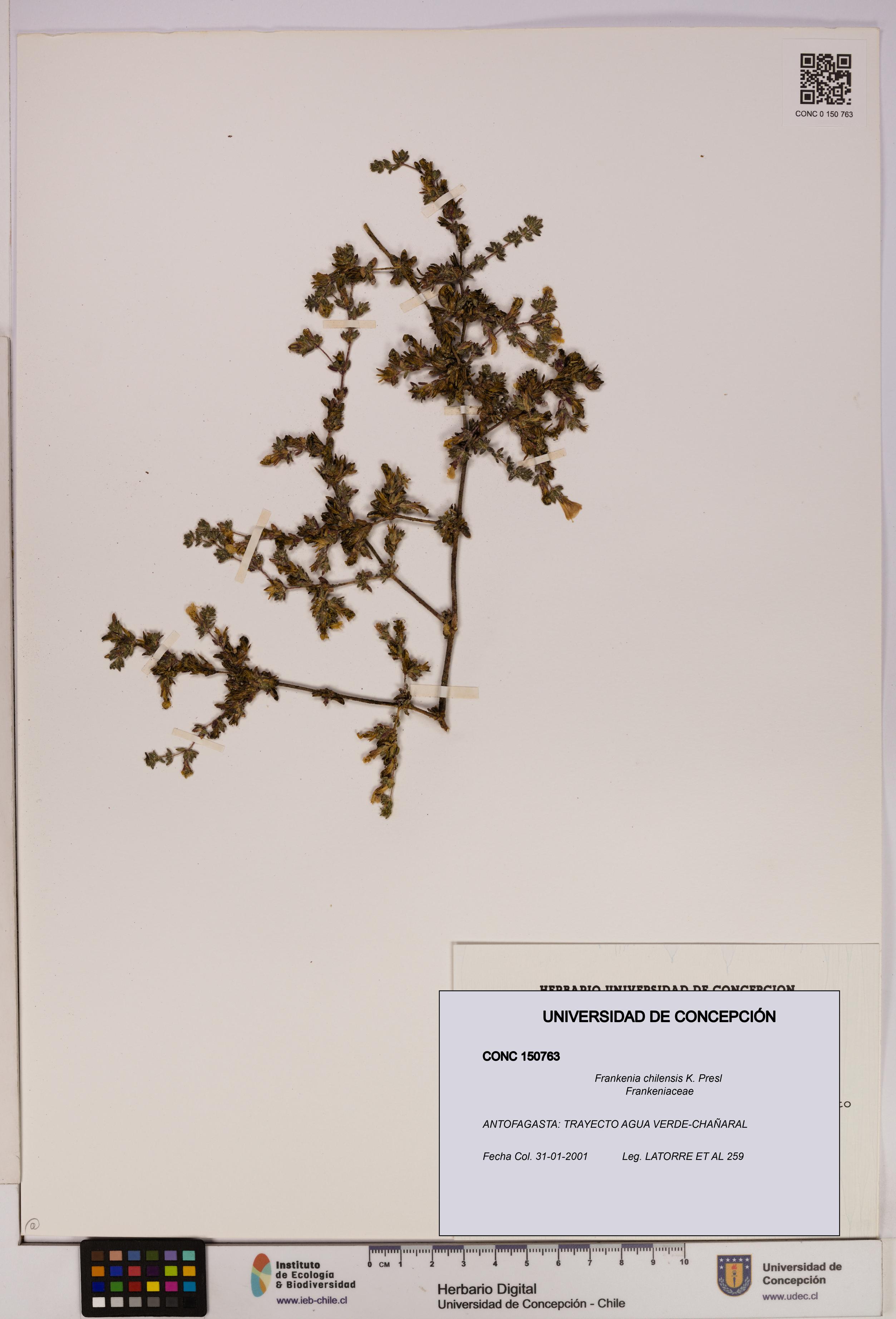 Frankenia chilensis [Espécimen: UDEC:CONC:0150763]