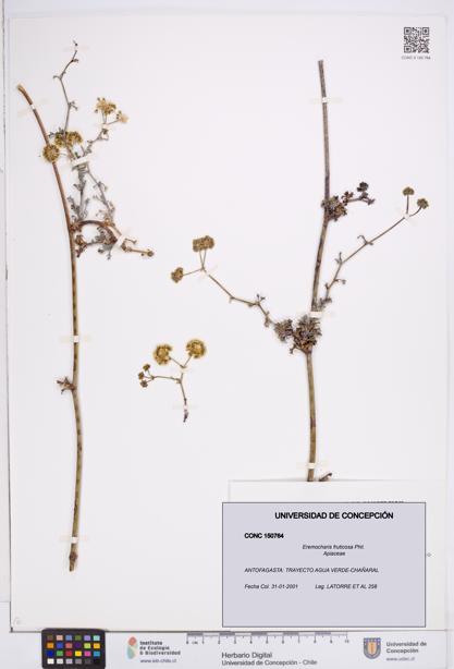 Eremocharis fruticosa [Espécimen: ]