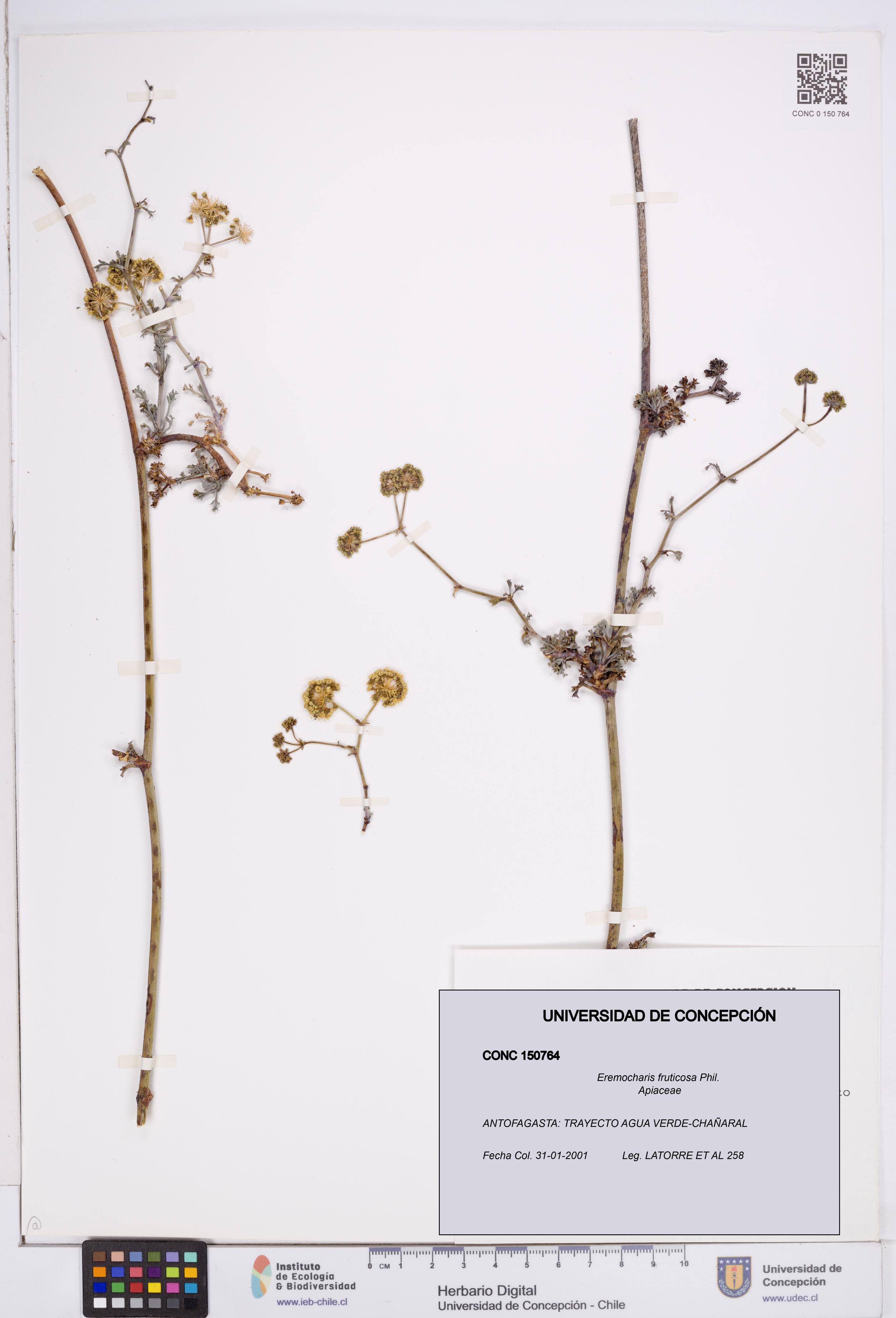 Eremocharis fruticosa [Espécimen: ]