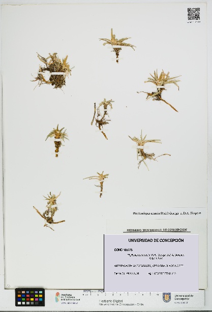 Phylloscirpus acaulis [Espécimen: UDEC:CONC:0150775]