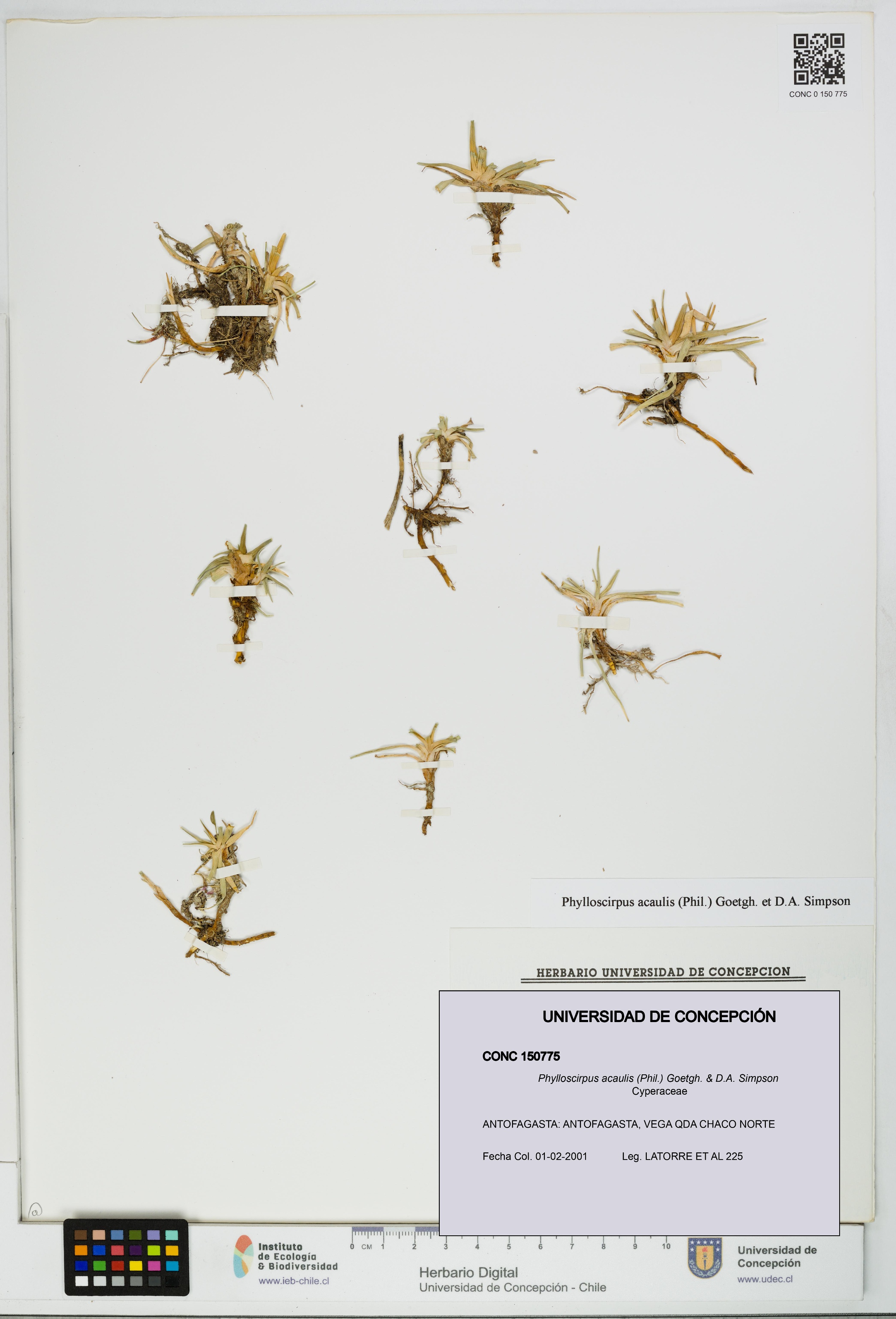 Phylloscirpus acaulis [Espécimen: UDEC:CONC:0150775]