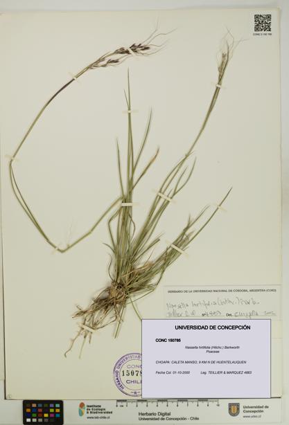 Nassella hirtifolia [Espécimen: UDEC:CONC:0150785]