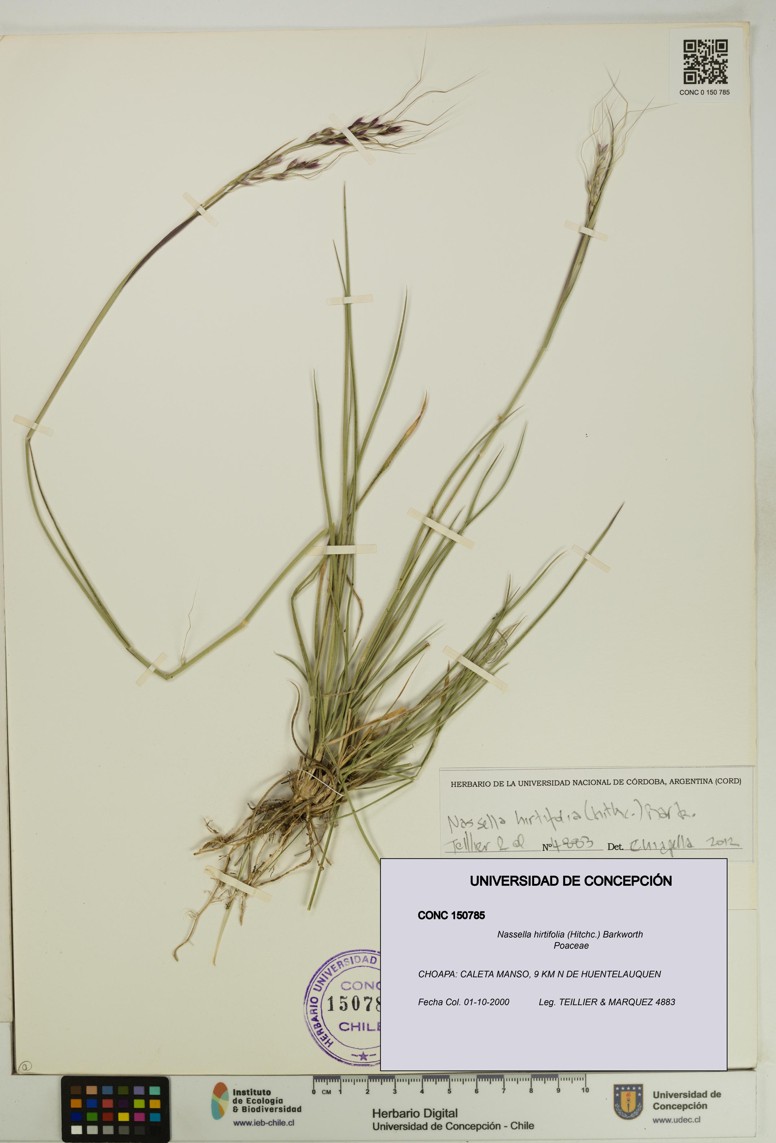 Nassella hirtifolia [Espécimen: UDEC:CONC:0150785]