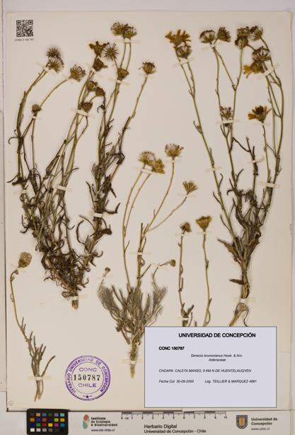 Senecio brunonianus [Espécimen: UDEC:CONC:0150787]