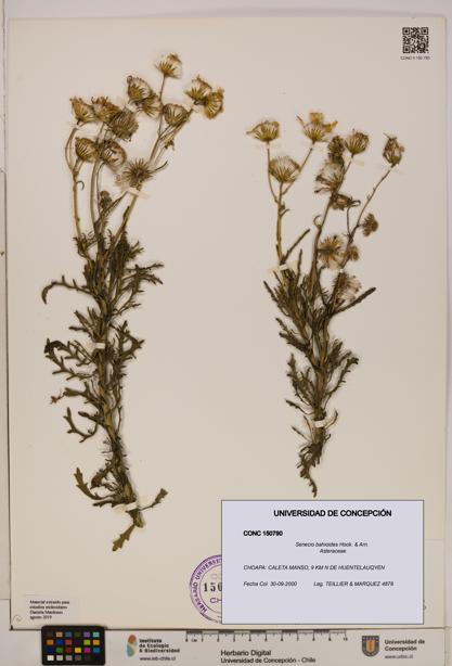 Senecio bahioides [Espécimen: UDEC:CONC:0150790]