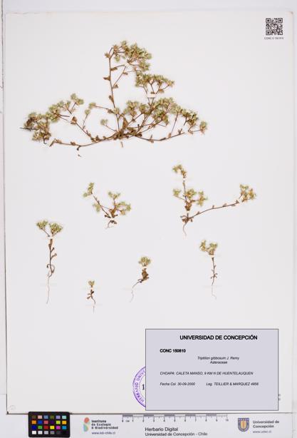 Triptilion gibbosum [Espécimen: ]