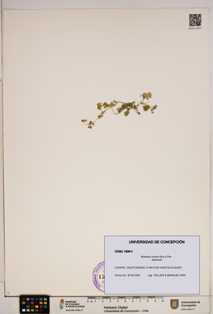 Bowlesia incana [Espécimen: ]
