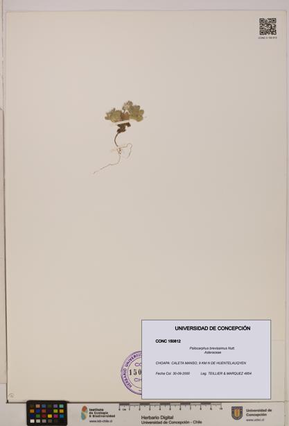 Psilocarphus brevissimus [Espécimen: ]