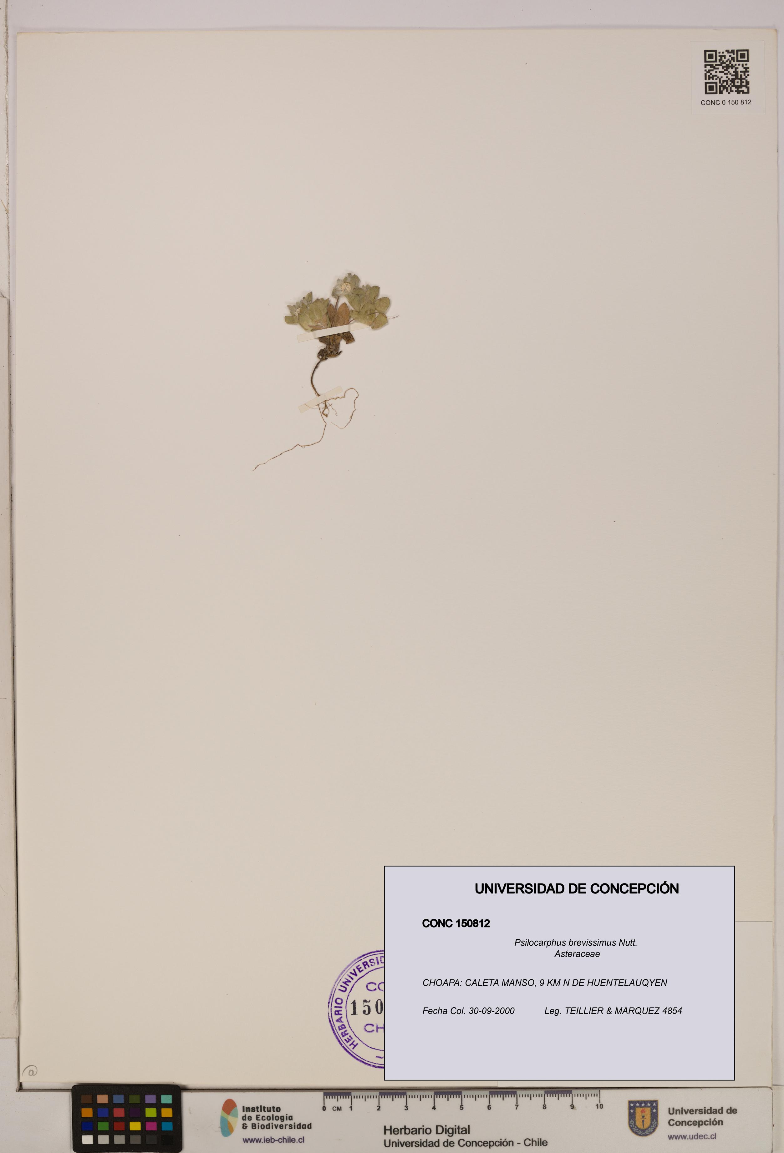 Psilocarphus brevissimus [Espécimen: ]