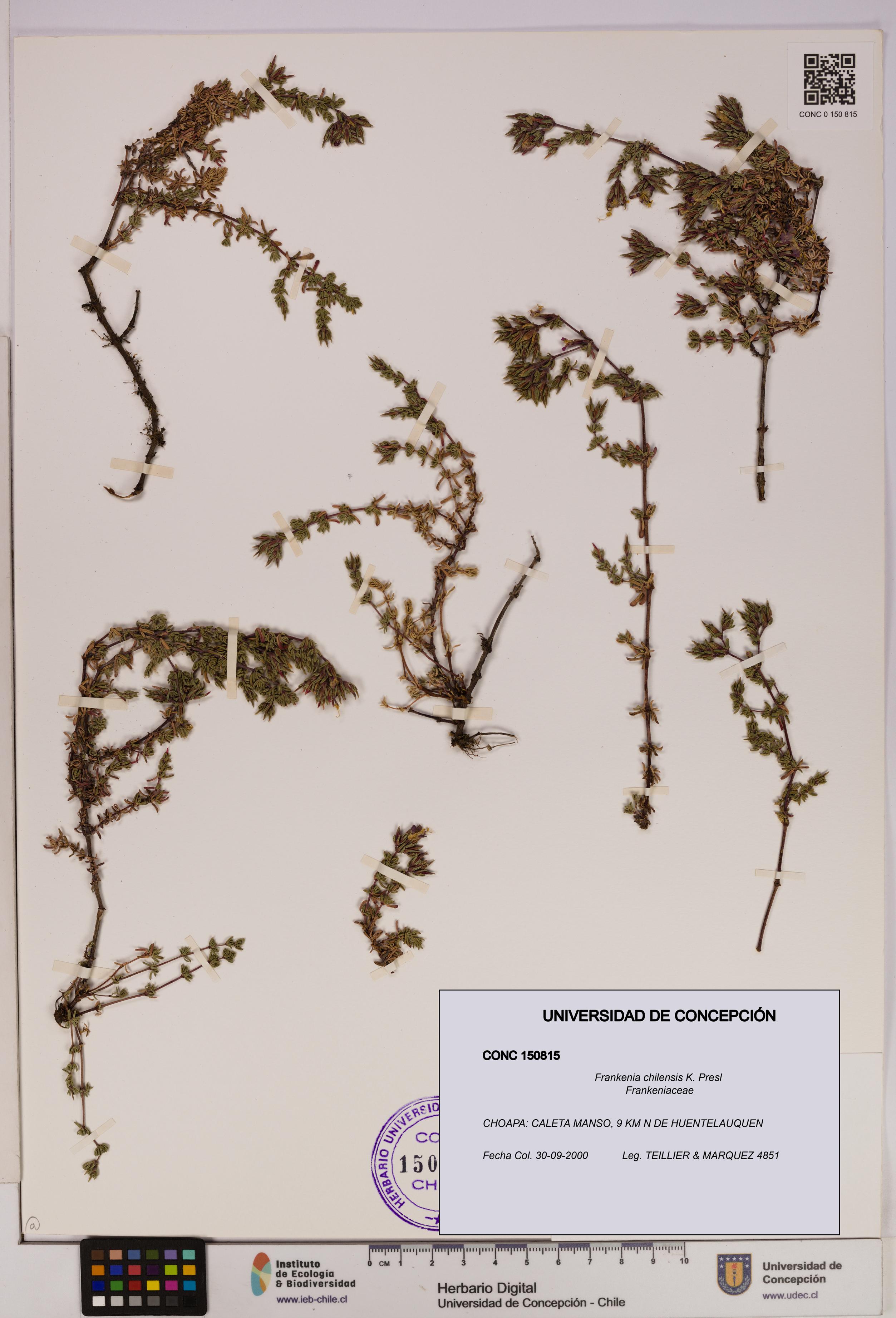 Frankenia chilensis [Espécimen: UDEC:CONC:0150815]