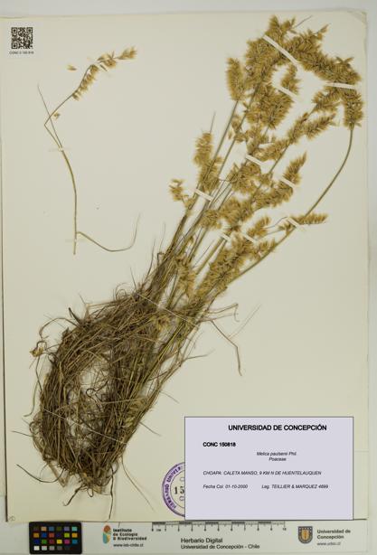 Melica paulsenii [Espécimen: UDEC:CONC:0150818]
