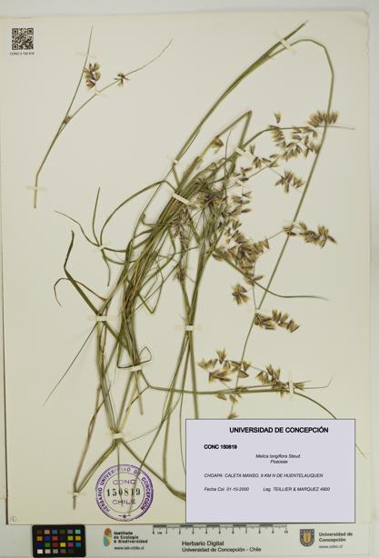 Melica longiflora [Espécimen: UDEC:CONC:0150819]