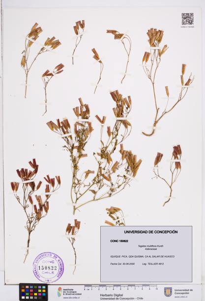 Tagetes multiflora [Espécimen: ]