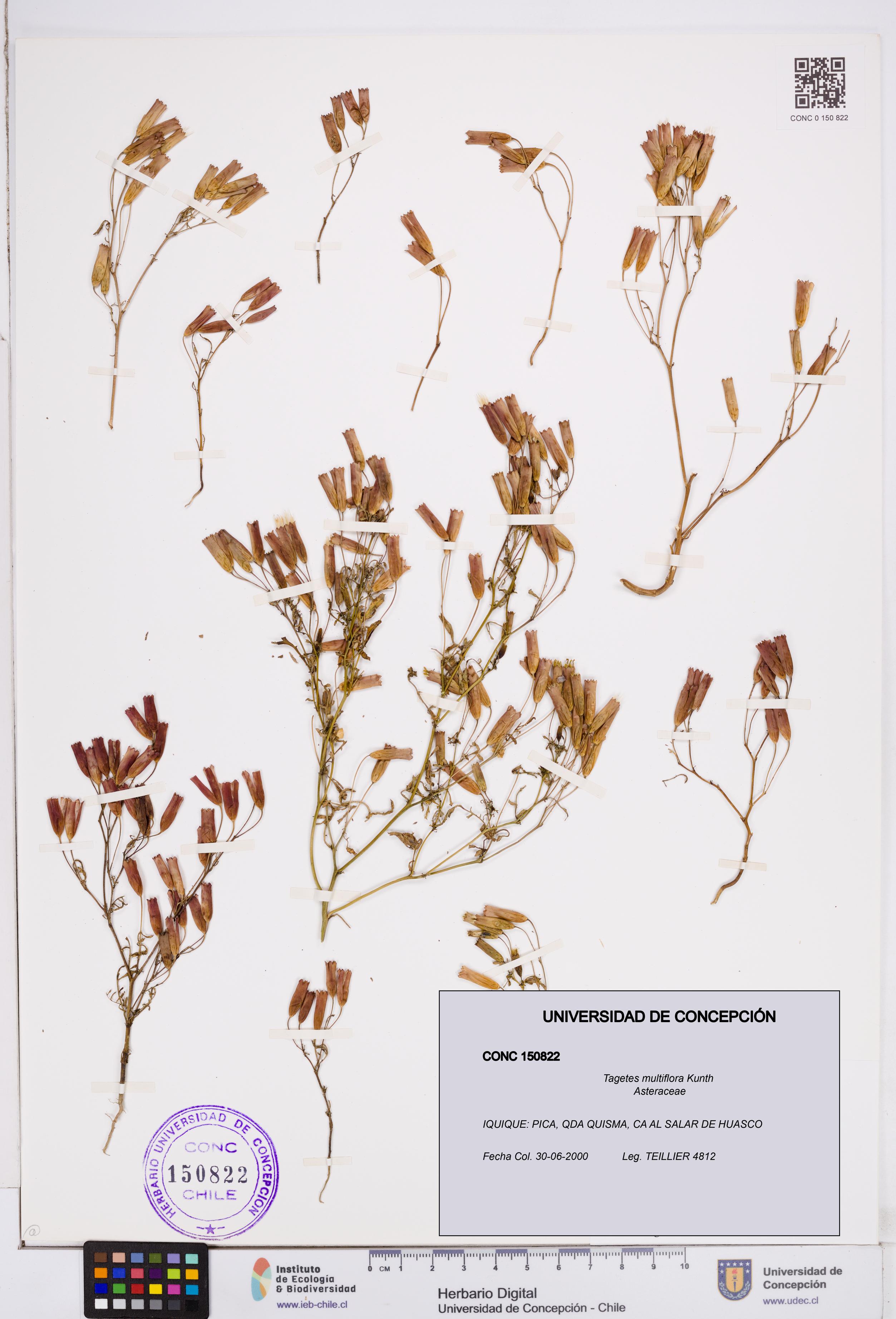 Tagetes multiflora [Espécimen: ]