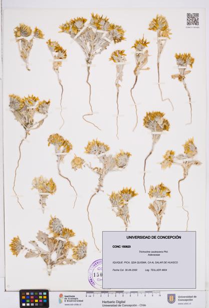 Trichocline caulescens [Espécimen: ]